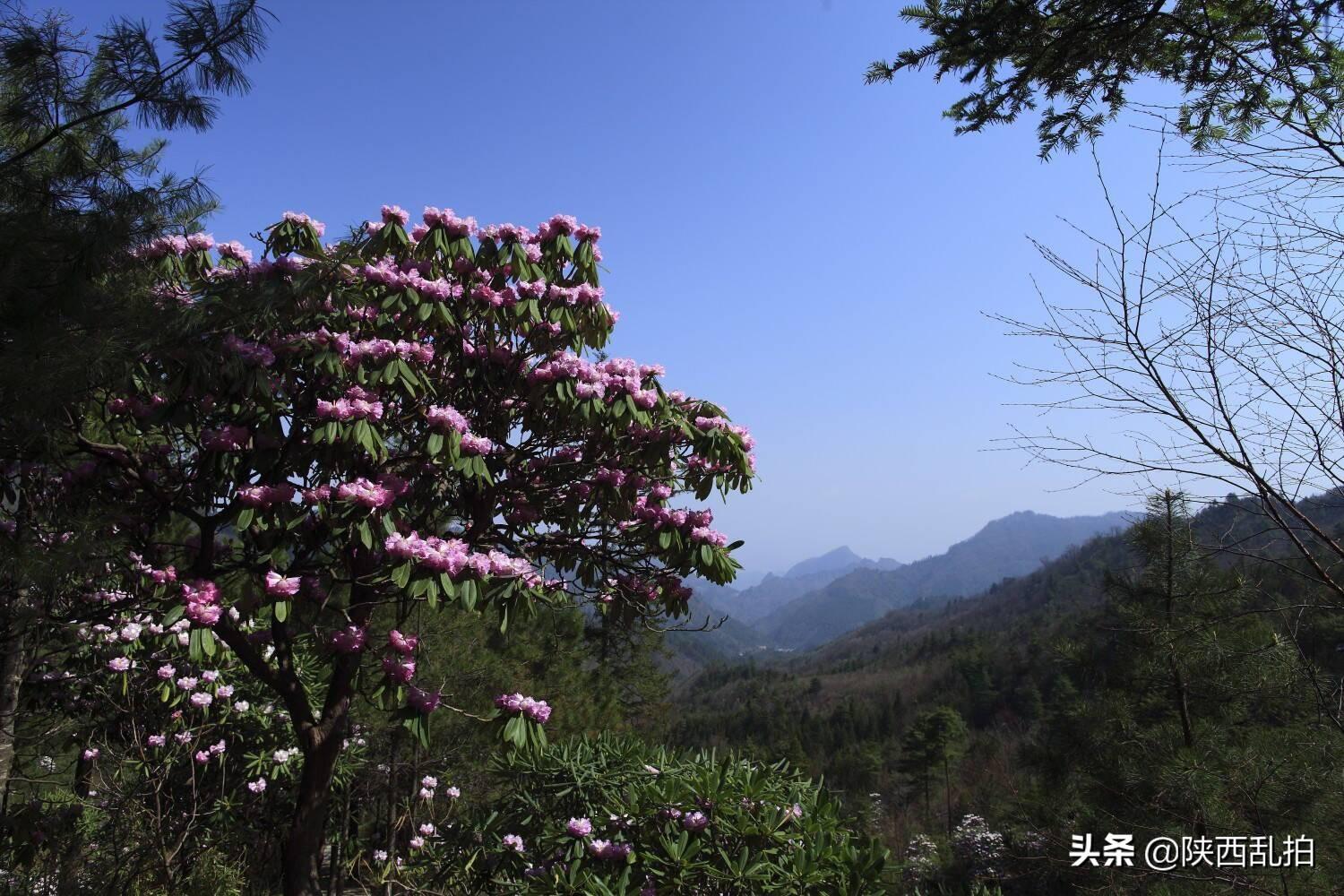 今期生肖有把戏，西施欲寻商山皓打一个准确生肖详细解答、解释与落实、专家解答解释落实
