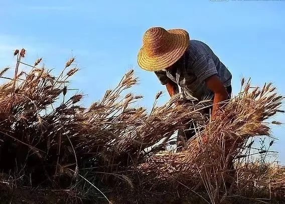 世代为农耕田地，家境贫苦创财富打一准确生肖，全面释义、深度解答解释落实