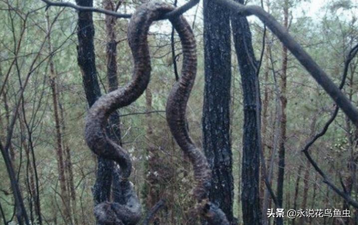 脸部变化会观察,言语重点善摸抓是什么生肖警惕虚假宣传、全面解答与解释、实时解答解释落实